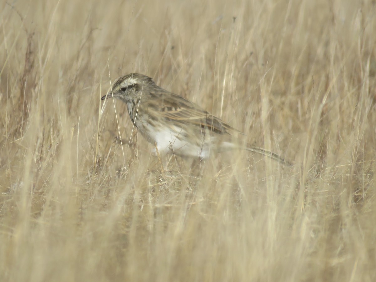 New Zealand Pipit - ML617083208