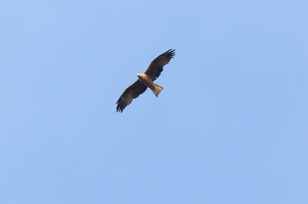 Black Kite - ML617083209