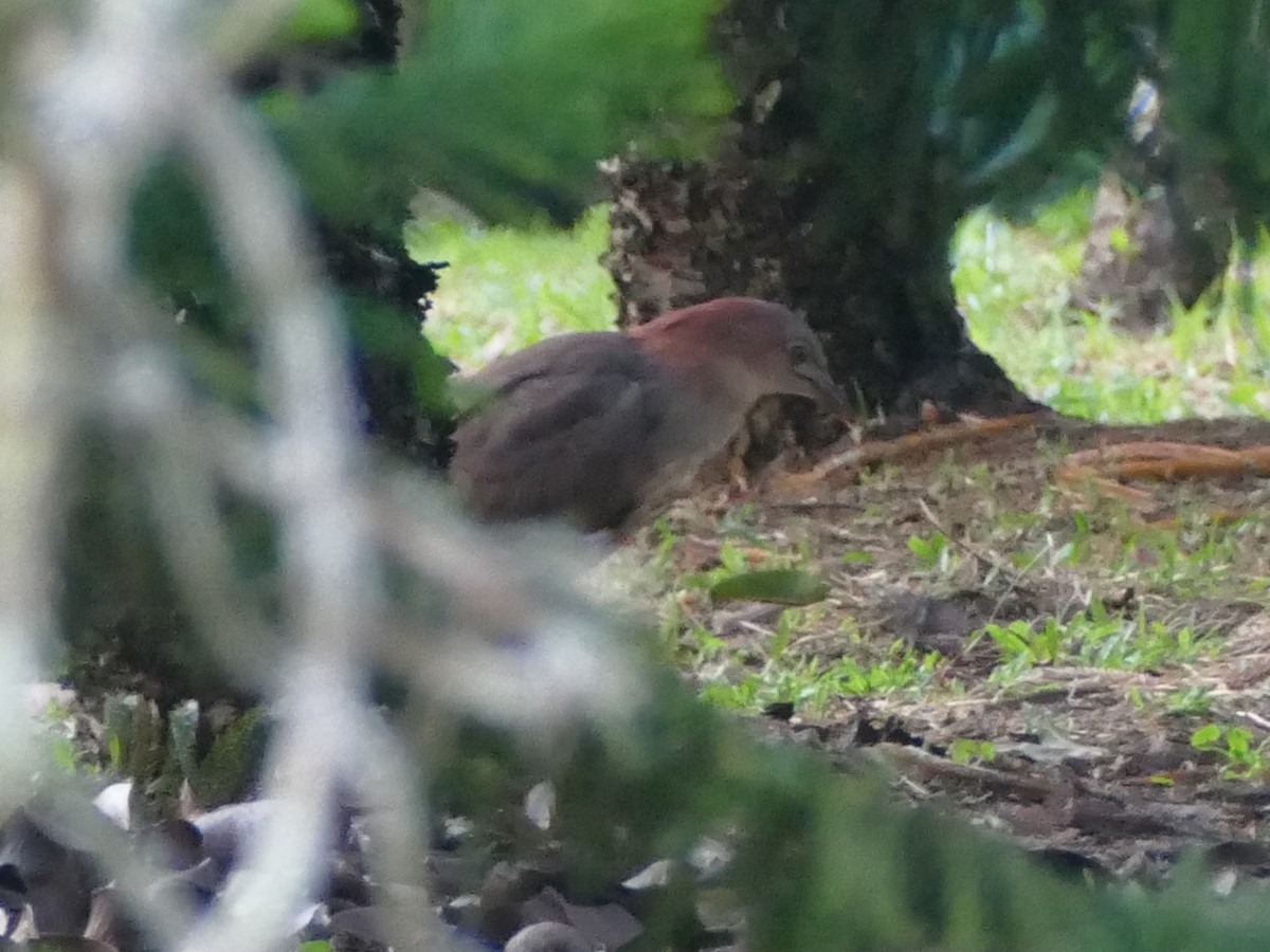 Japanese Night Heron - ML617083296