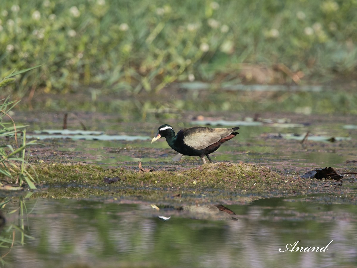 Bronze-winged Jacana - ML617083312