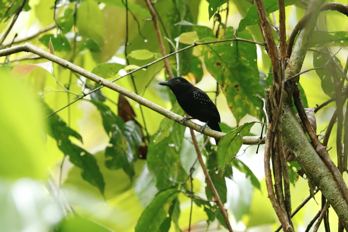 Black-hooded Antshrike - Paul Bonfils