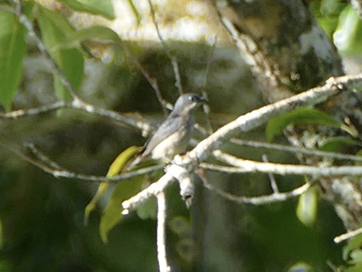 Whiskered Flowerpecker - ML617083367