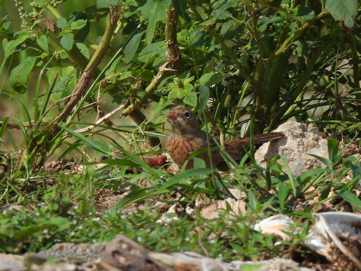 Gray-necked Bunting - Inuka Abayaratna