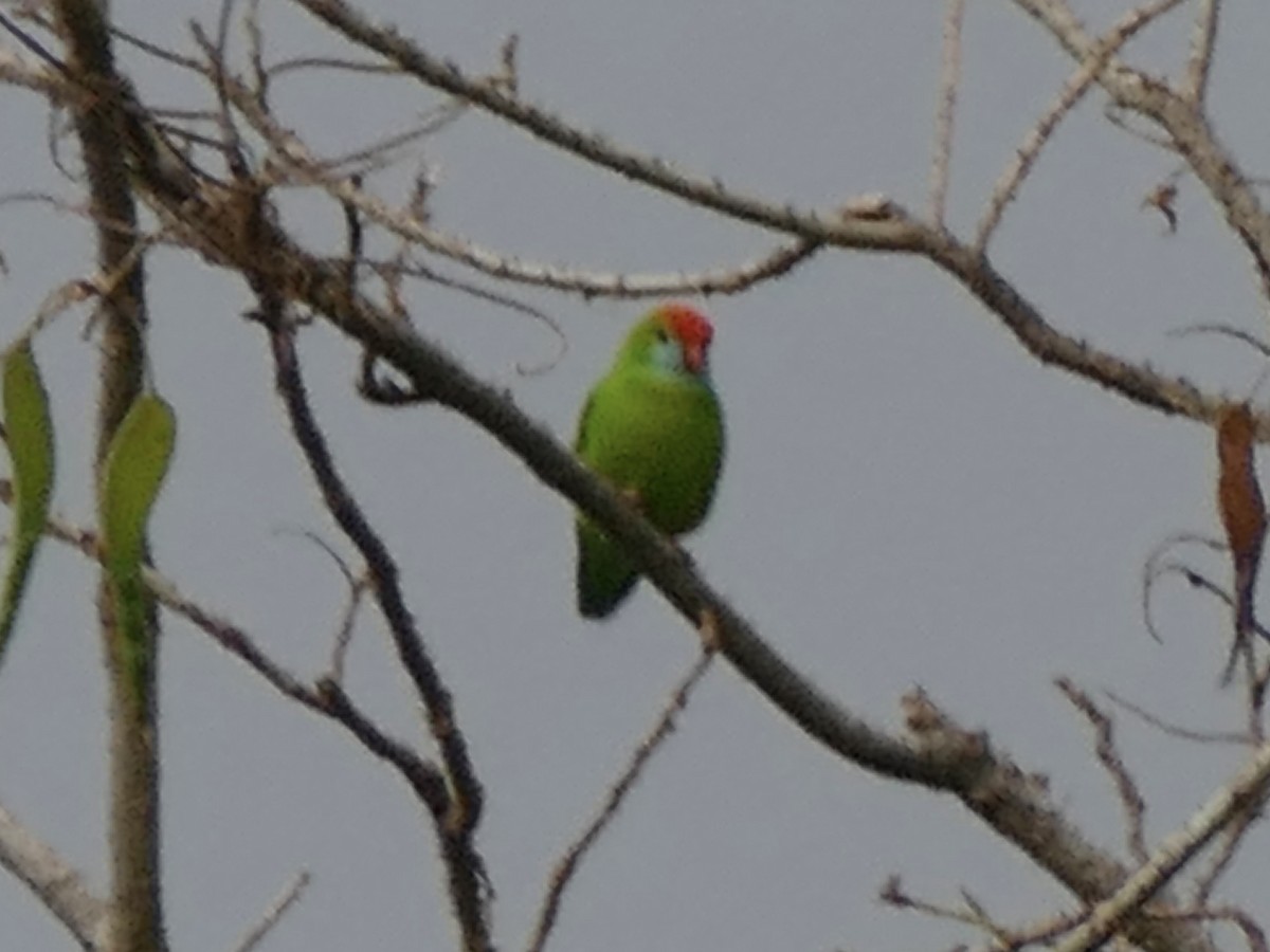 Philippine Hanging-Parrot - ML617083408