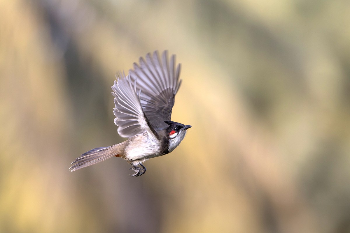 Red-whiskered Bulbul - ML617083415