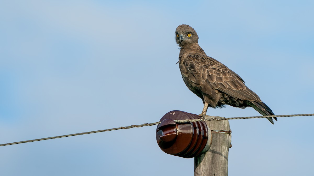 Brown Snake-Eagle - ML617083440