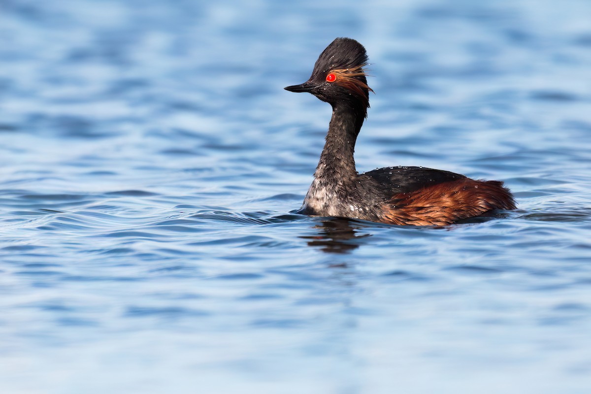 Eared Grebe - ML617083466