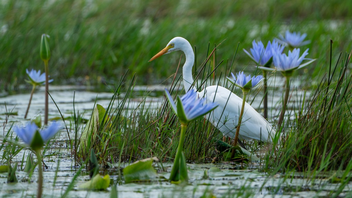 Yellow-billed Egret - Javier Cotin