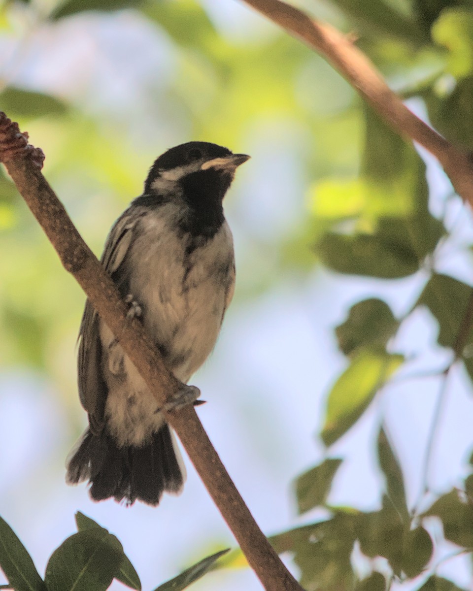 Mésange à ventre gris - ML617083499