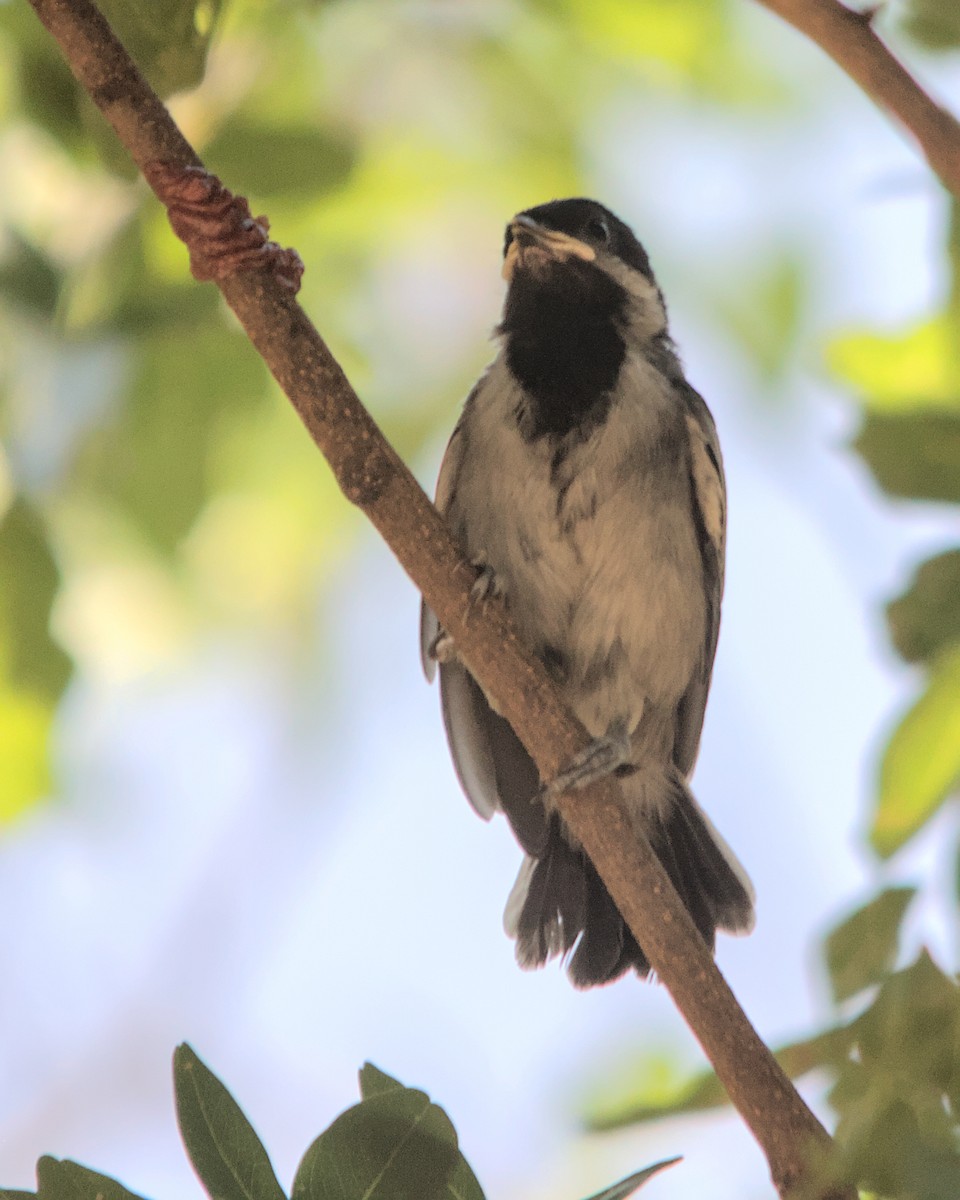 Mésange à ventre gris - ML617083500