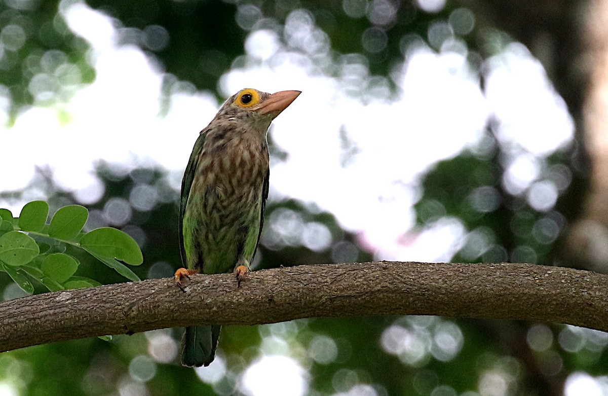 Lineated Barbet - ML617083506