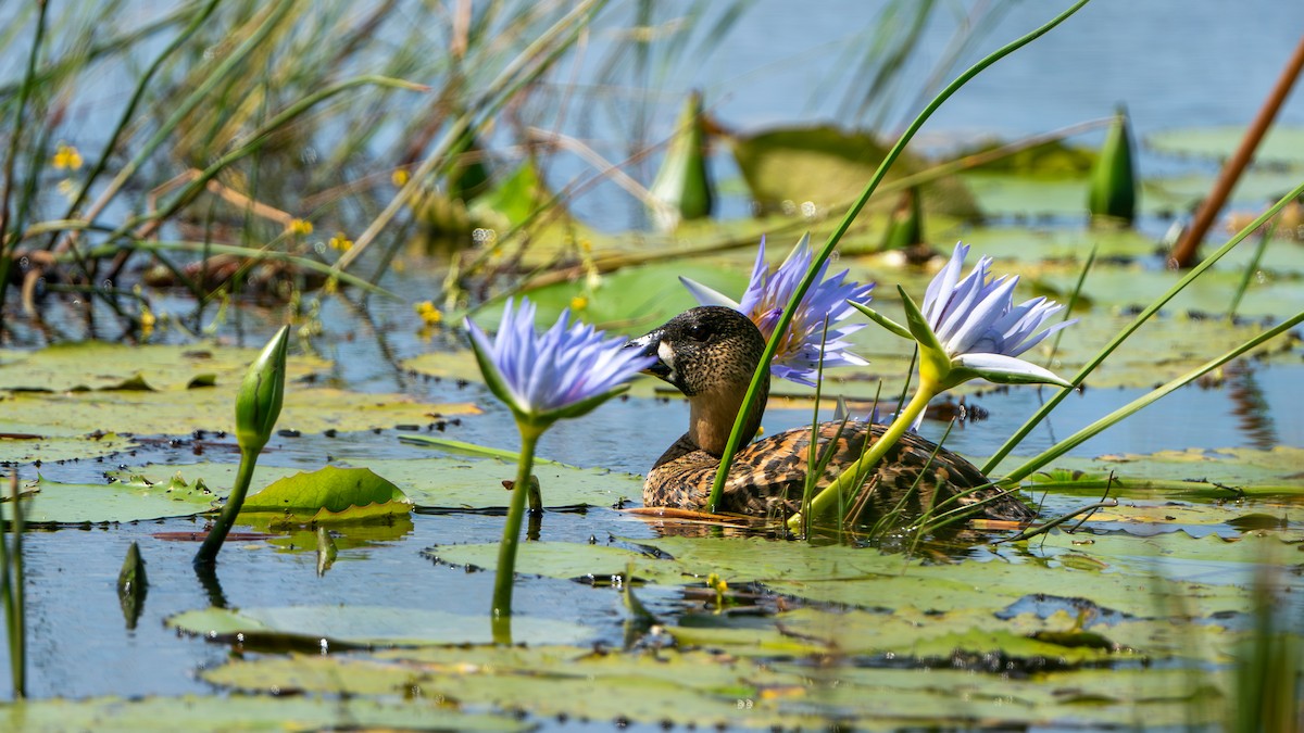 White-backed Duck - Javier Cotin