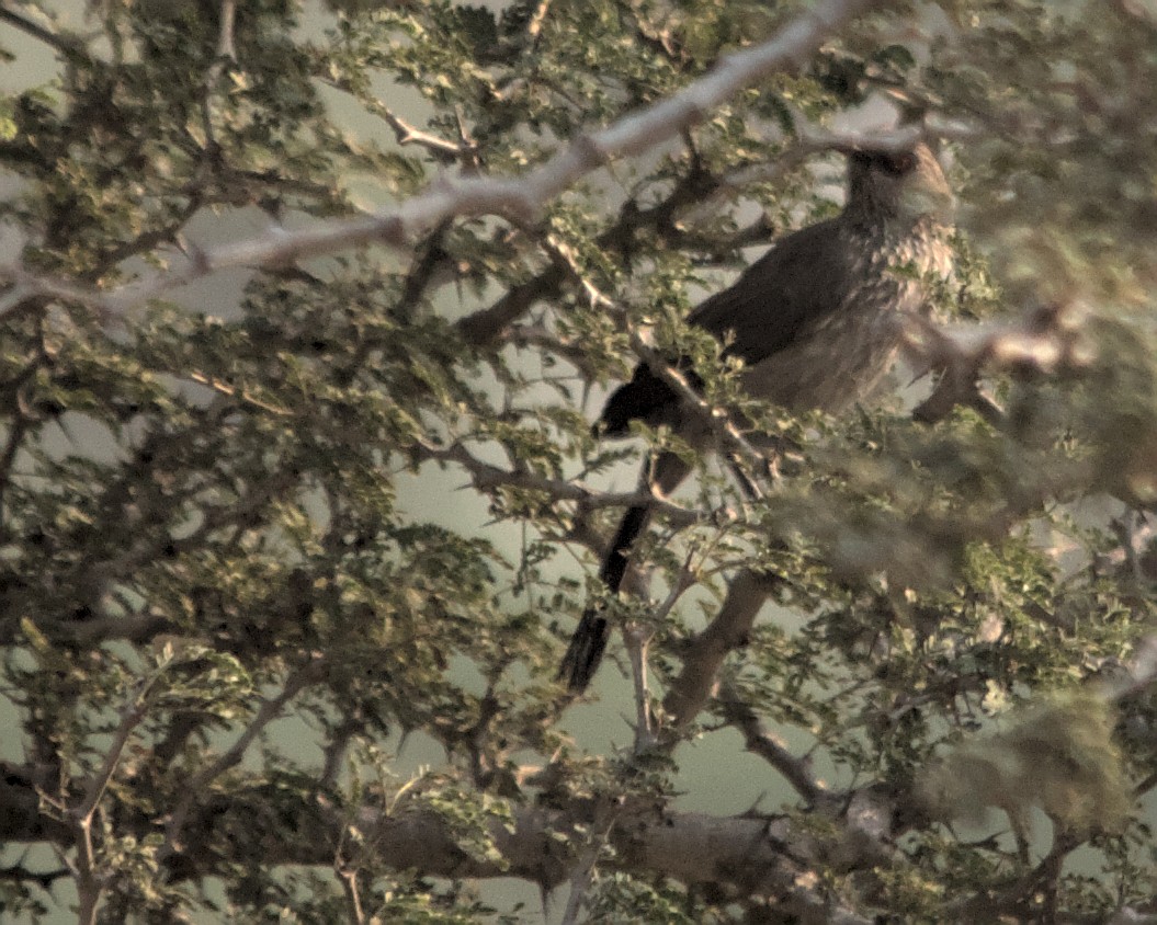 Arrow-marked Babbler - Cameron Blair