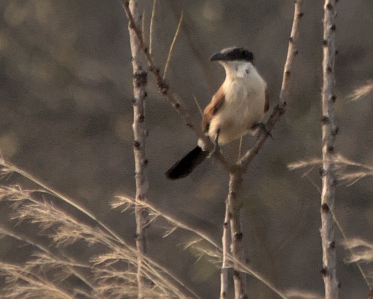 Senegal Coucal - ML617083572