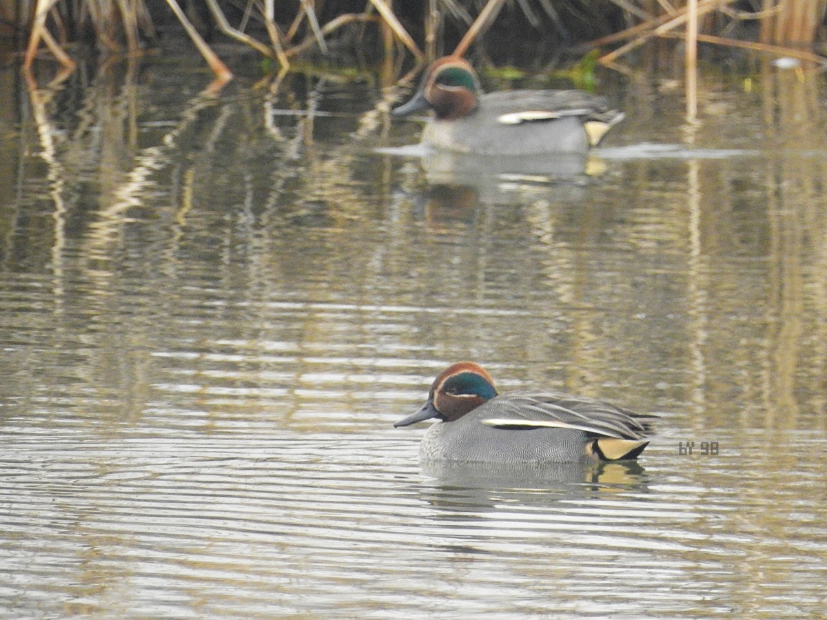 Green-winged Teal (Eurasian) - ML617083578