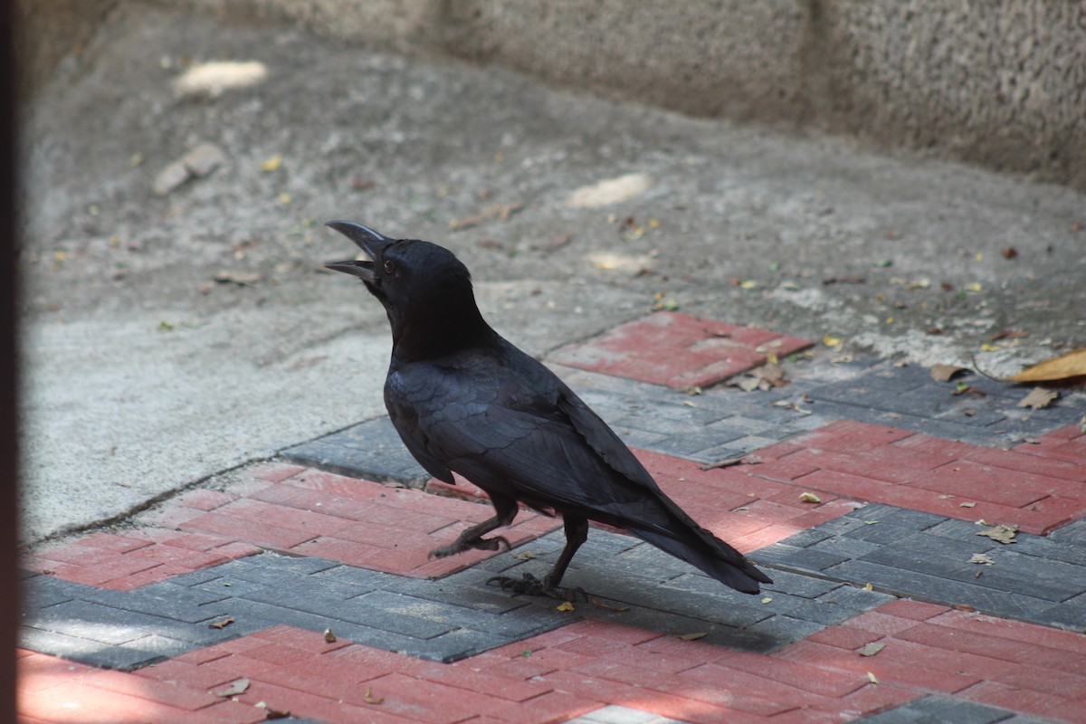 Large-billed Crow - ML617083584