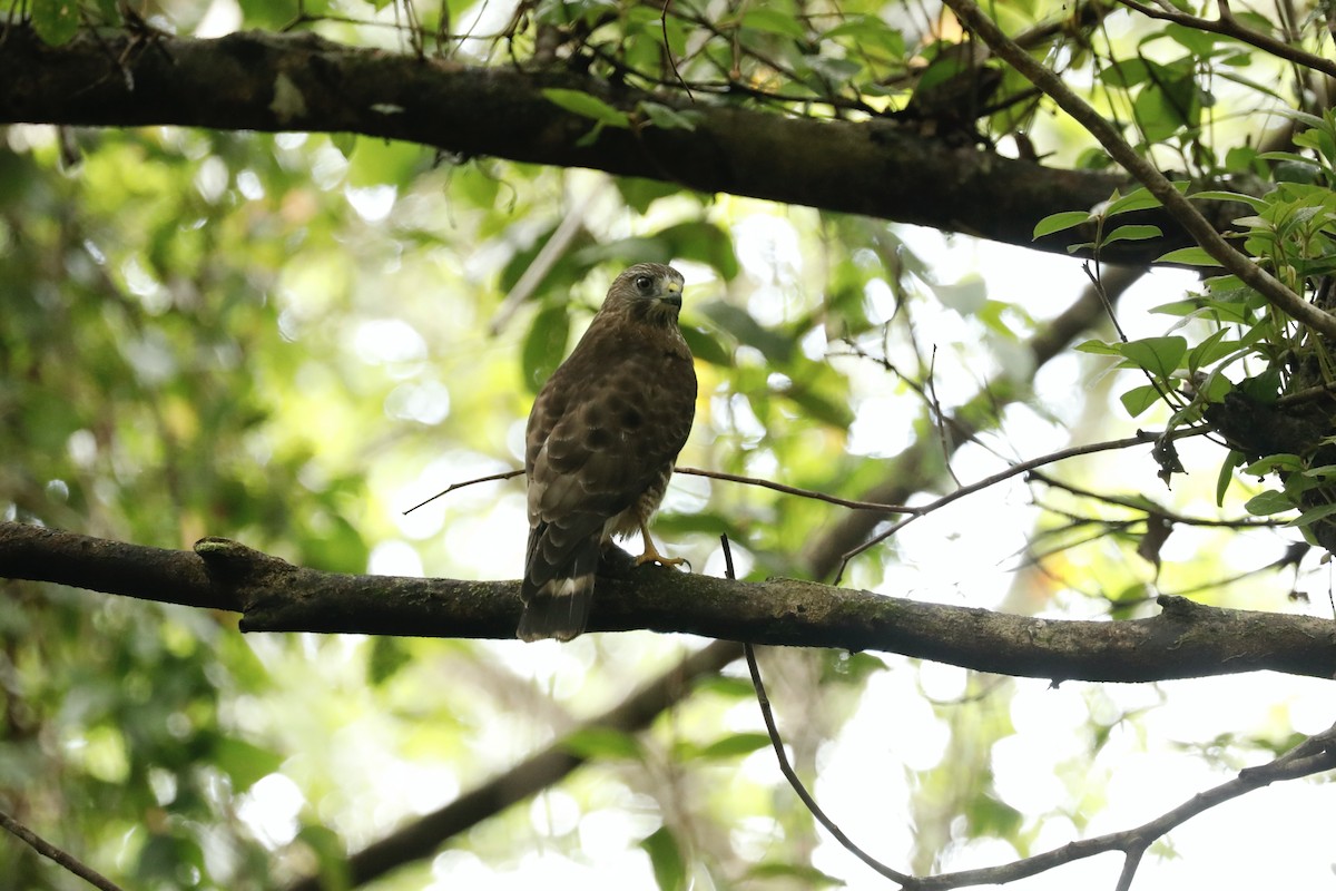 Broad-winged Hawk - Paul Bonfils