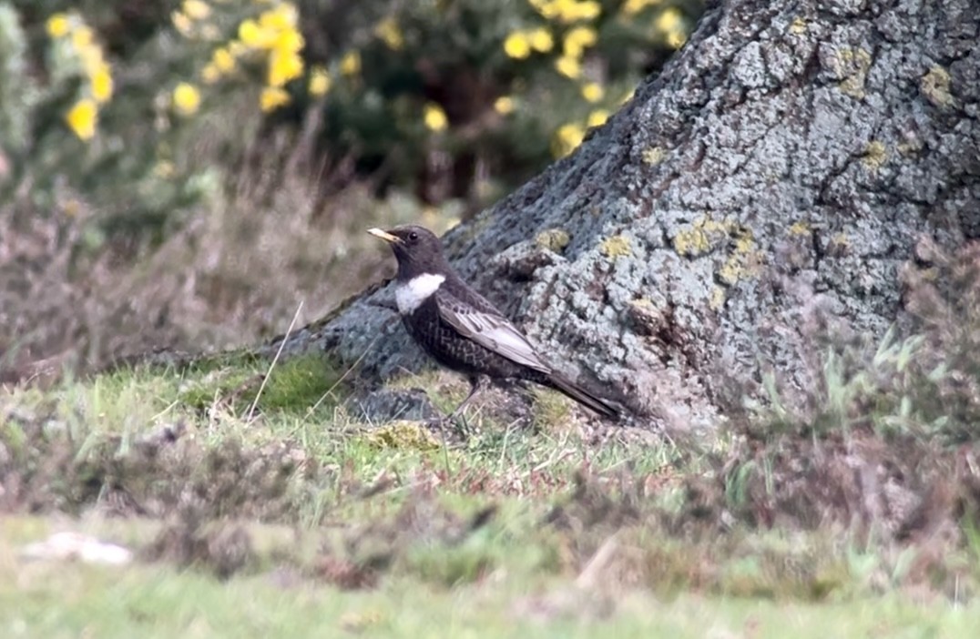 Ring Ouzel - ML617083615