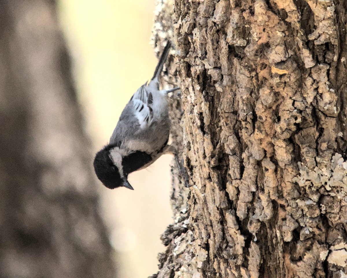 Mésange à ventre gris - ML617083621