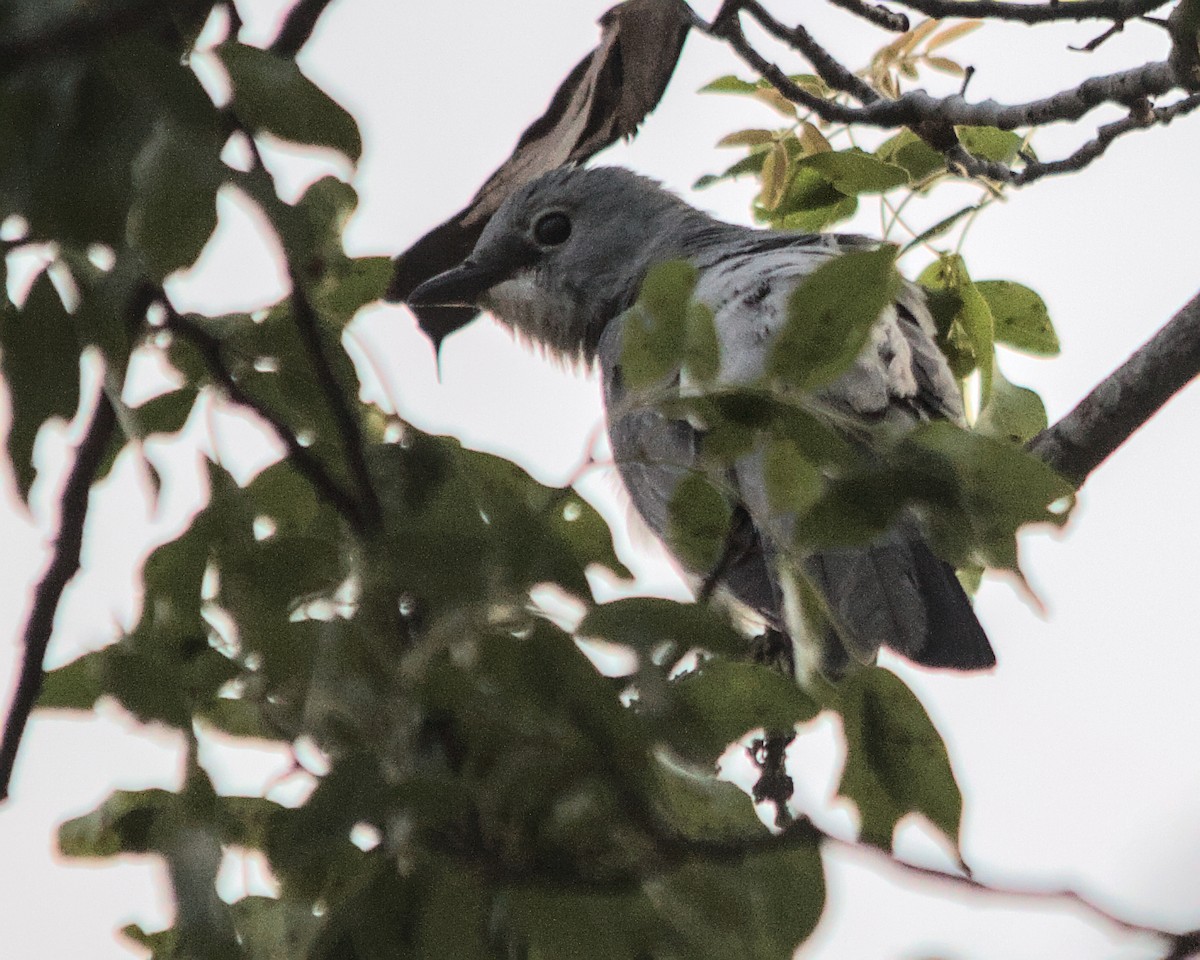 White-breasted Cuckooshrike - ML617083630