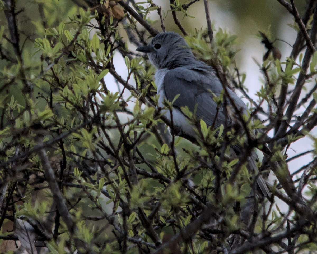 White-breasted Cuckooshrike - ML617083631