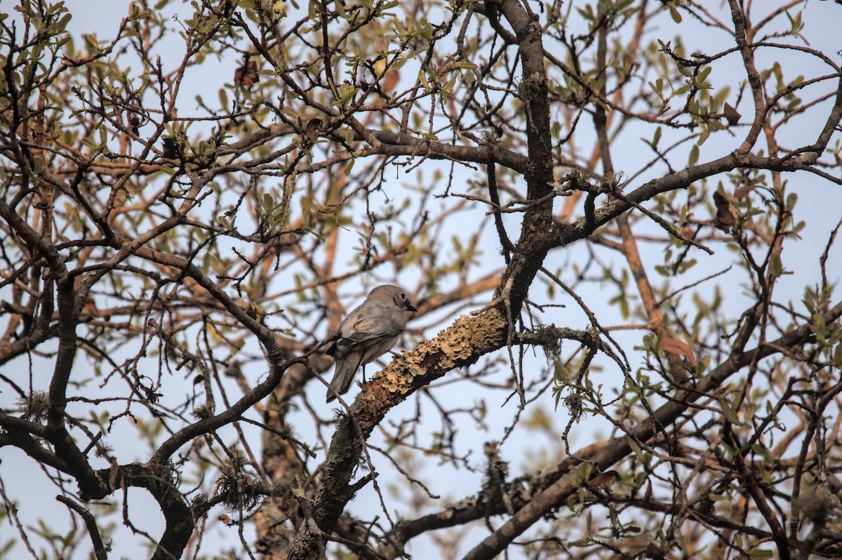 White-breasted Cuckooshrike - Cameron Blair