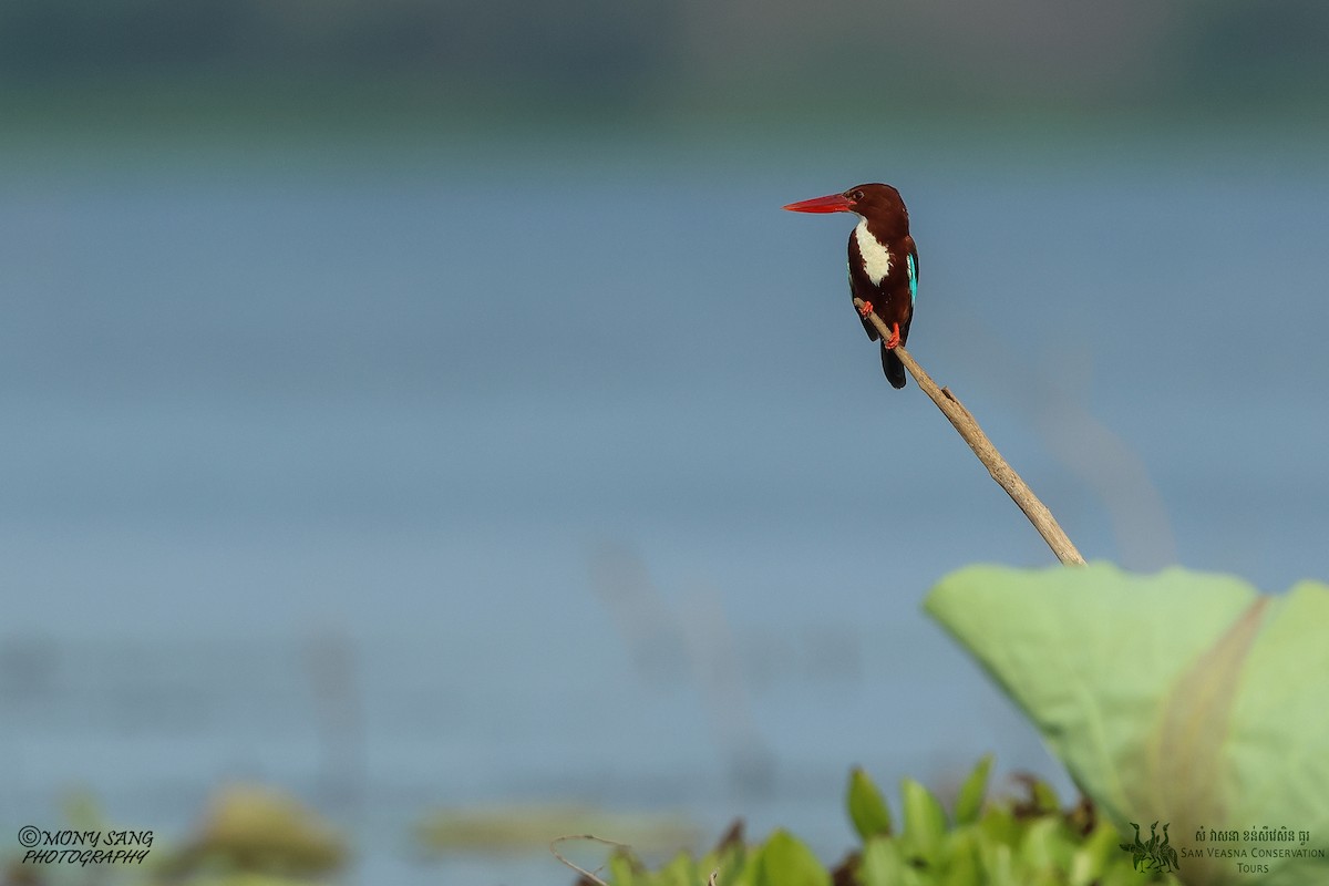 White-throated Kingfisher - Mony Sang (SVC)