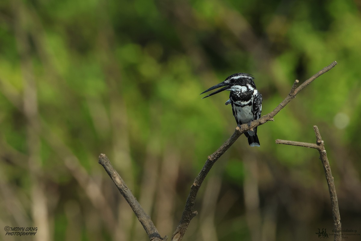 Pied Kingfisher - ML617083641