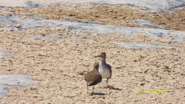 Common Sandpiper - ML617083648