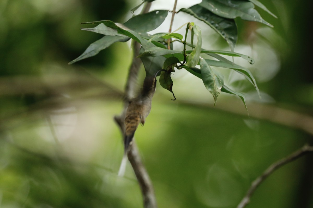 kolibřík tmavolící - ML617083649