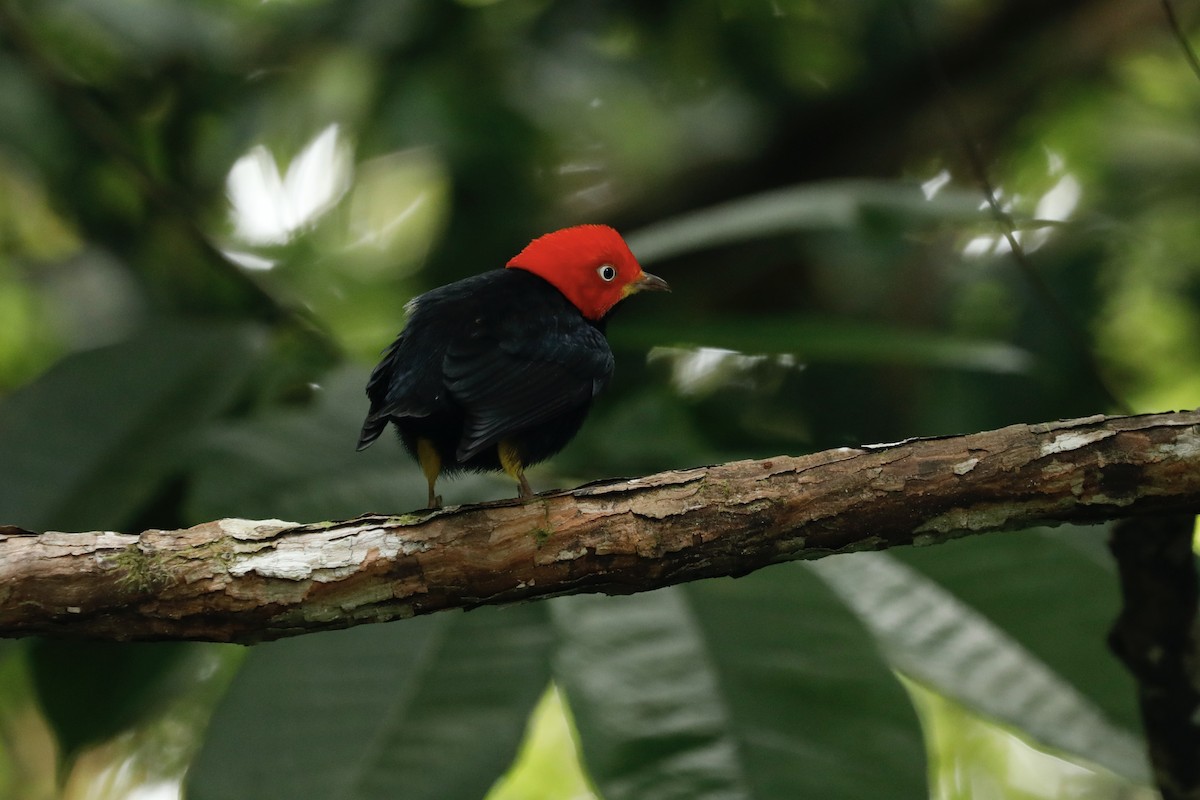Red-capped Manakin - ML617083652
