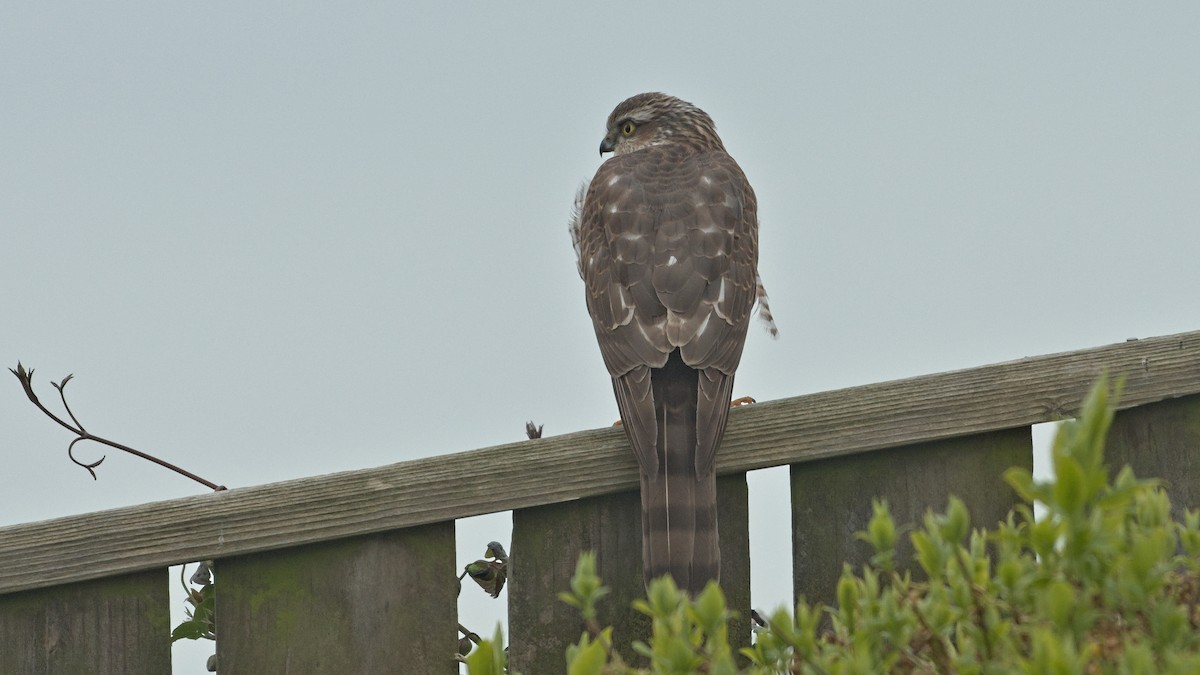 Gabirai arrunta - ML617083670