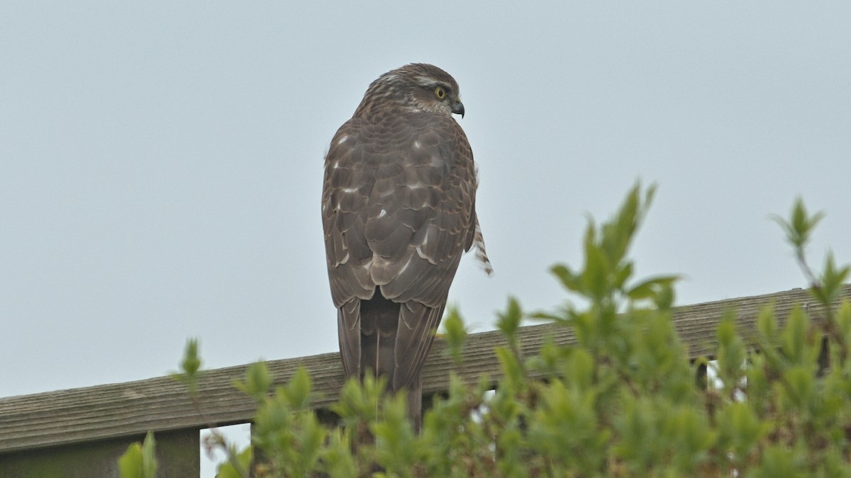 Eurasian Sparrowhawk - ML617083671