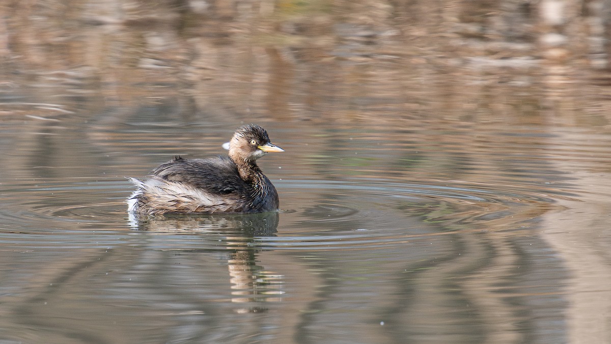 Little Grebe - ML617083781