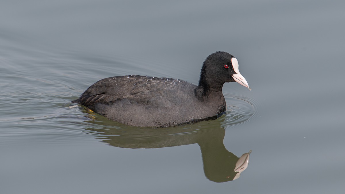 Eurasian Coot - Tianhao Zhang