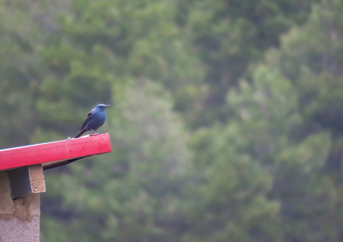 Blue Rock-Thrush - Joan Balfagón