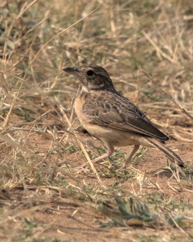 Flappet Lark - ML617083809