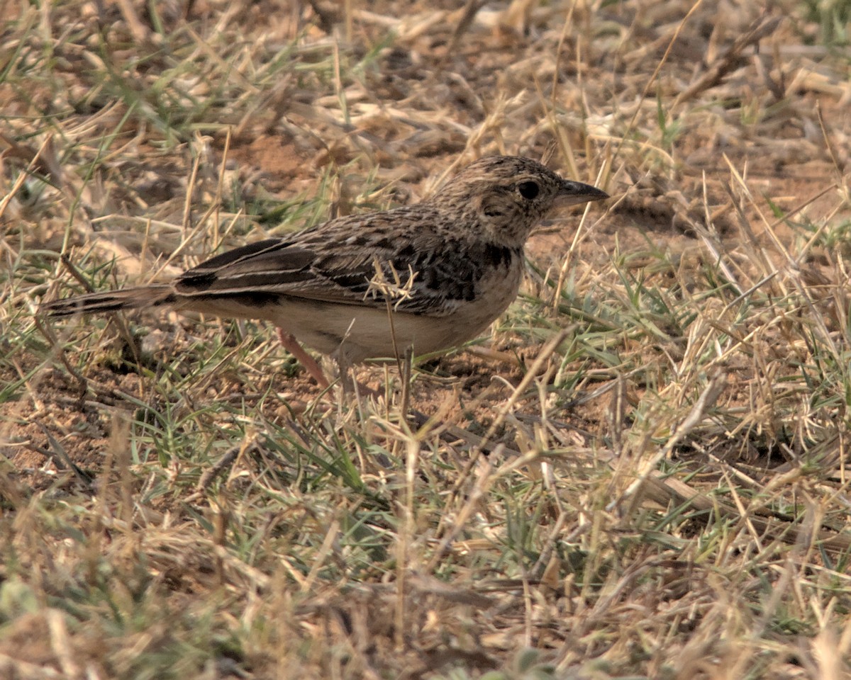 Flappet Lark - ML617083816