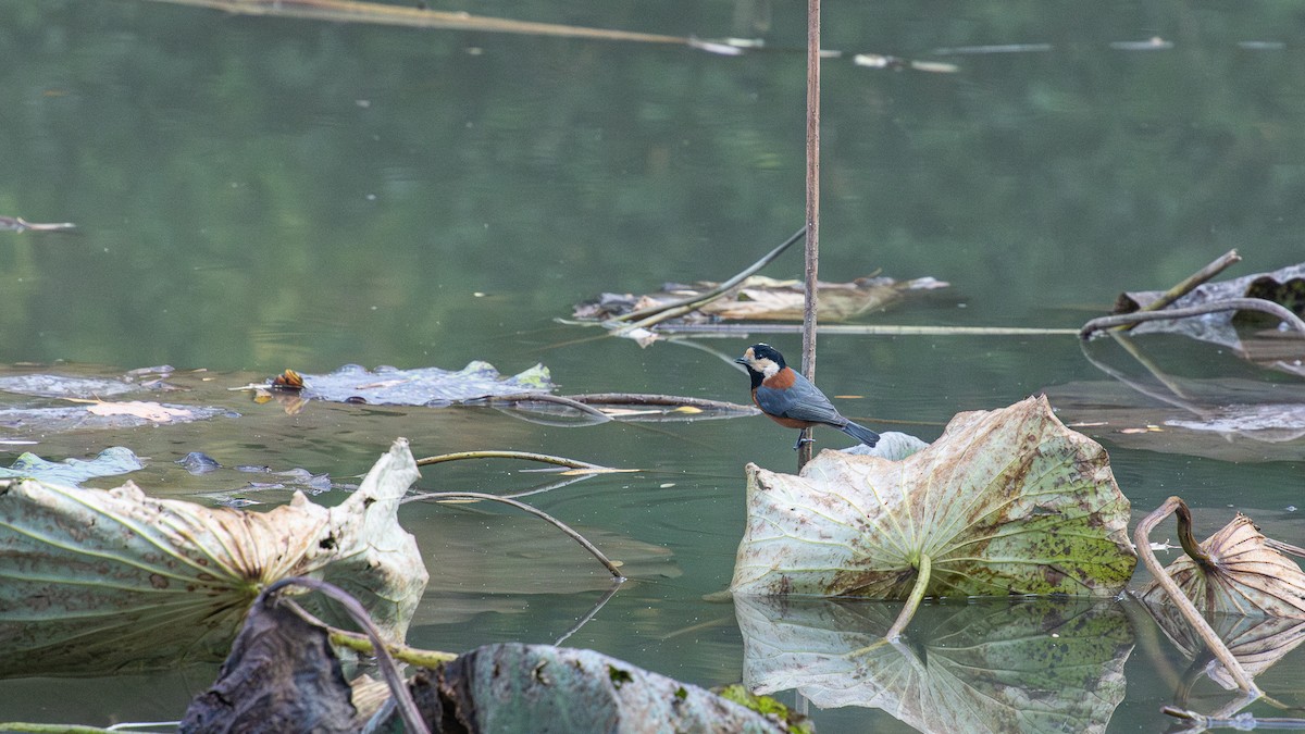 Varied Tit - ML617083828