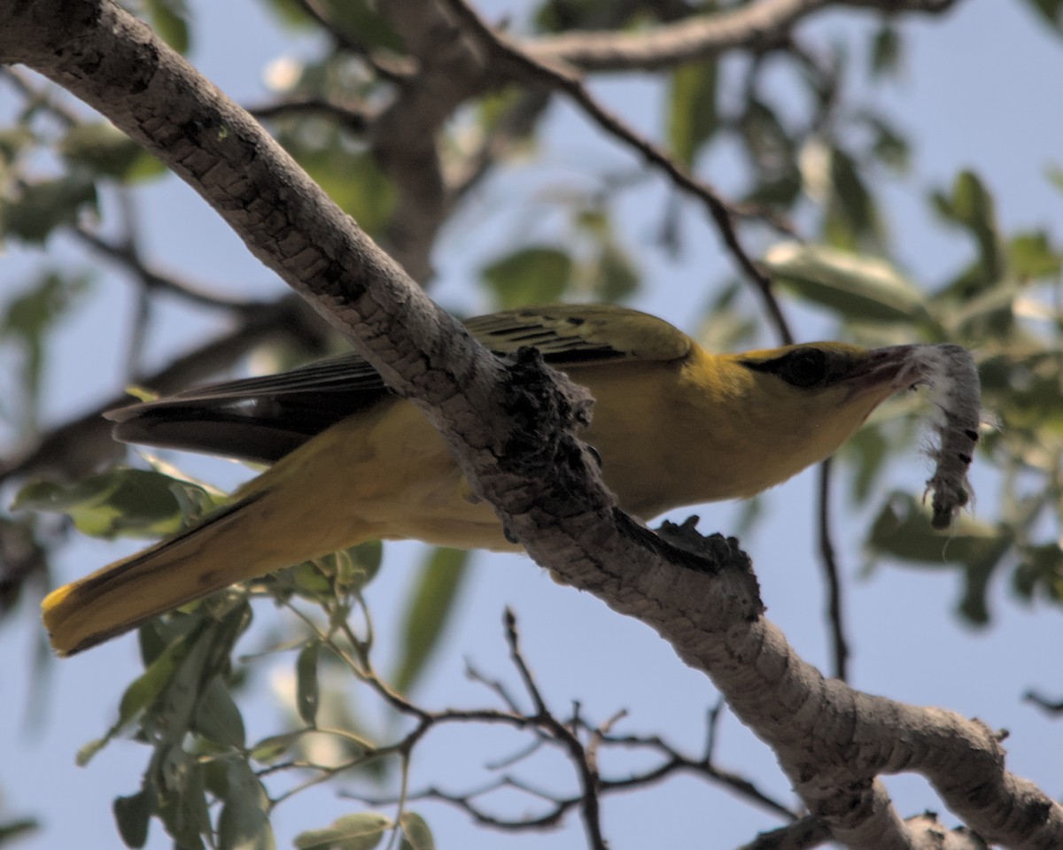 African Golden Oriole - Cameron Blair