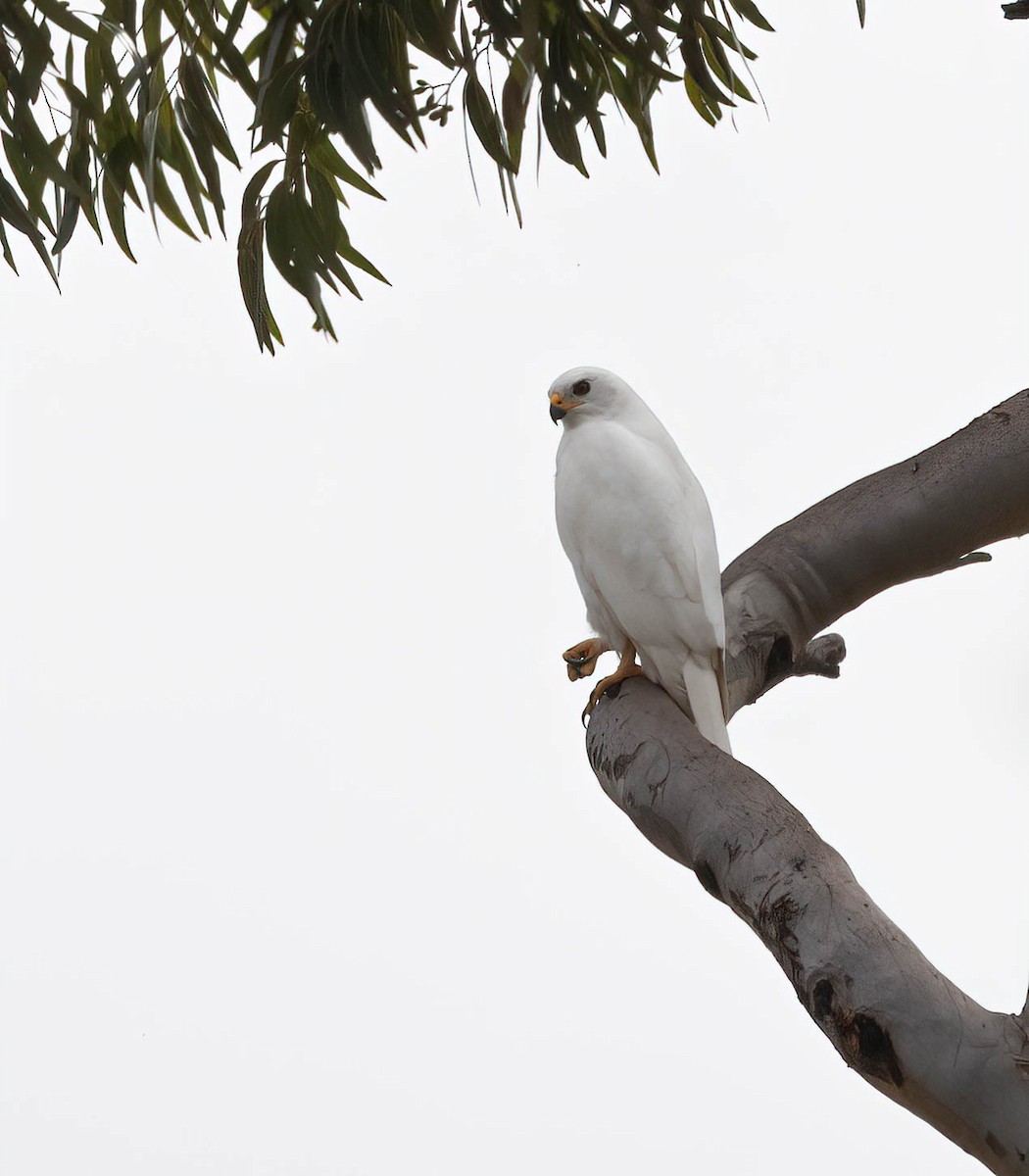 Gray Goshawk - ML617083851