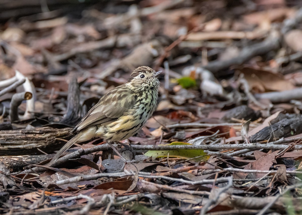 Speckled Warbler - ML617083881