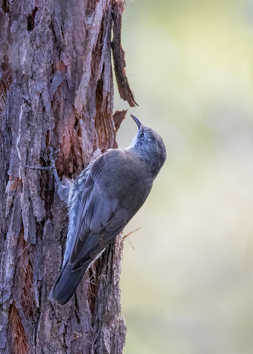 White-throated Treecreeper - ML617083883