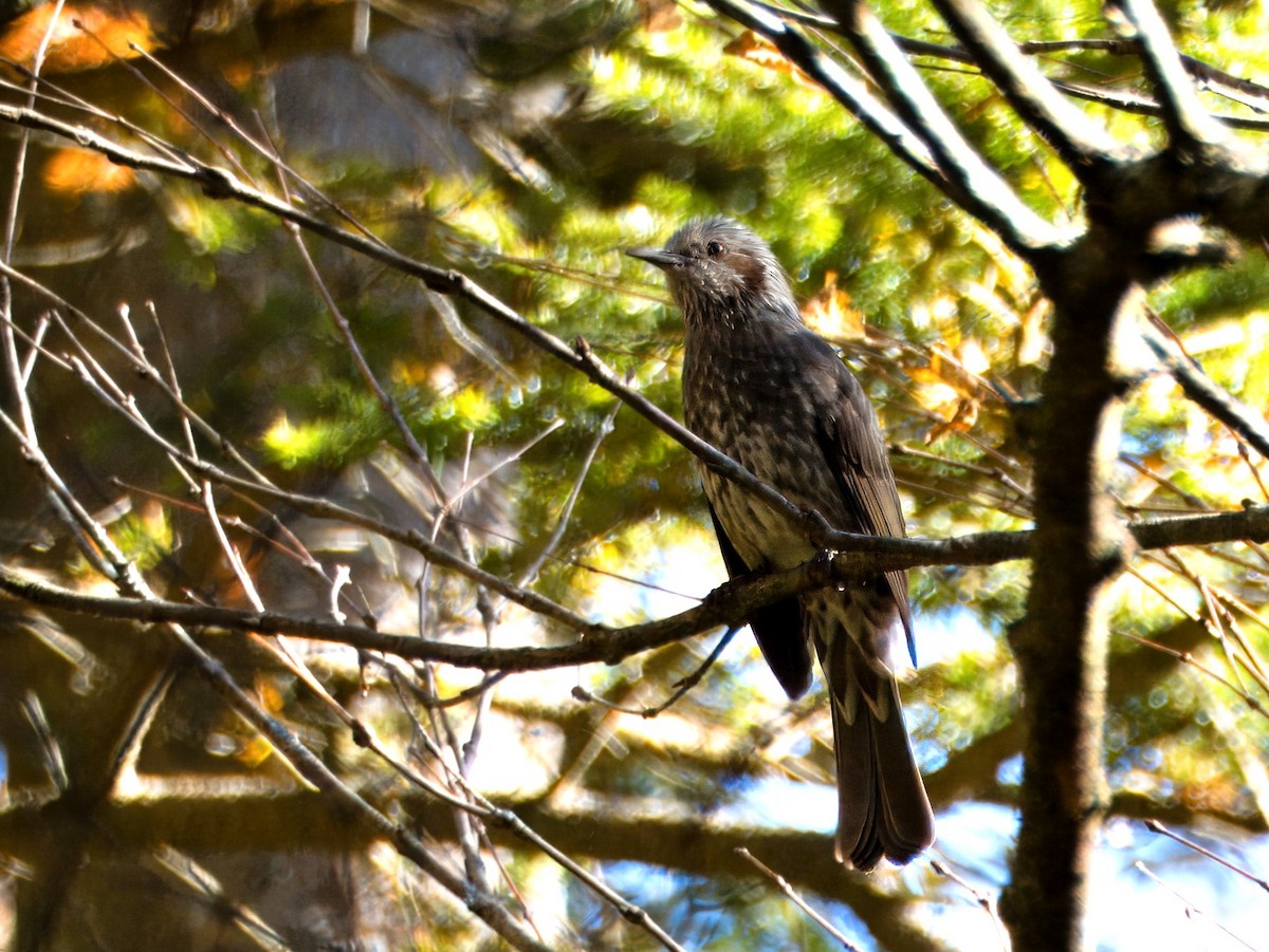 Brown-eared Bulbul - ML617083915