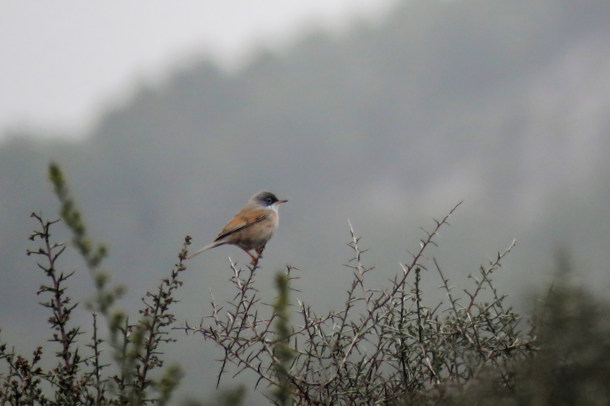 Spectacled Warbler - ML617083938