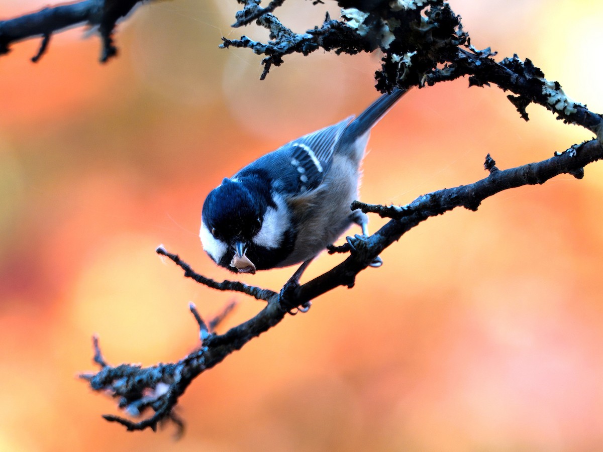 Coal Tit - ML617083942