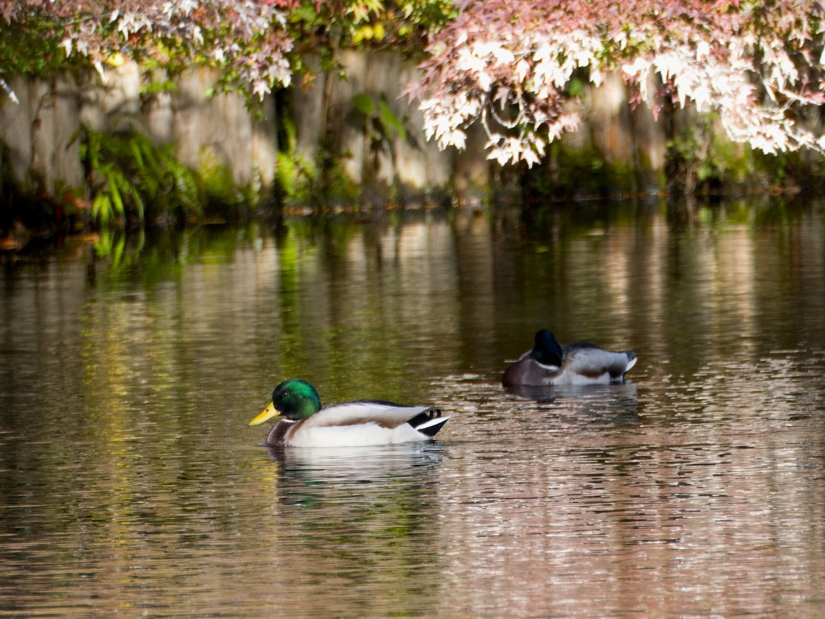 Canard colvert - ML617083967