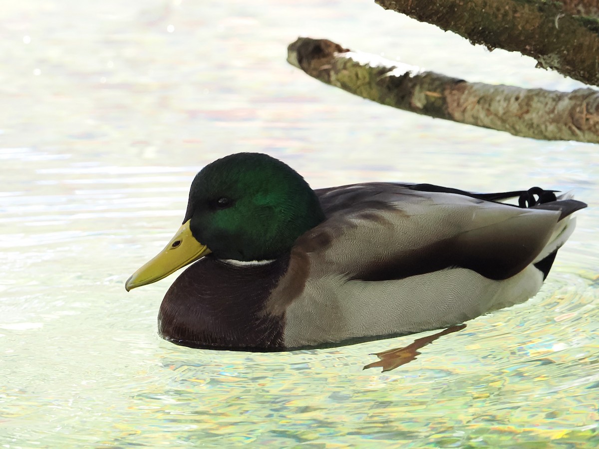 Canard colvert - ML617083976