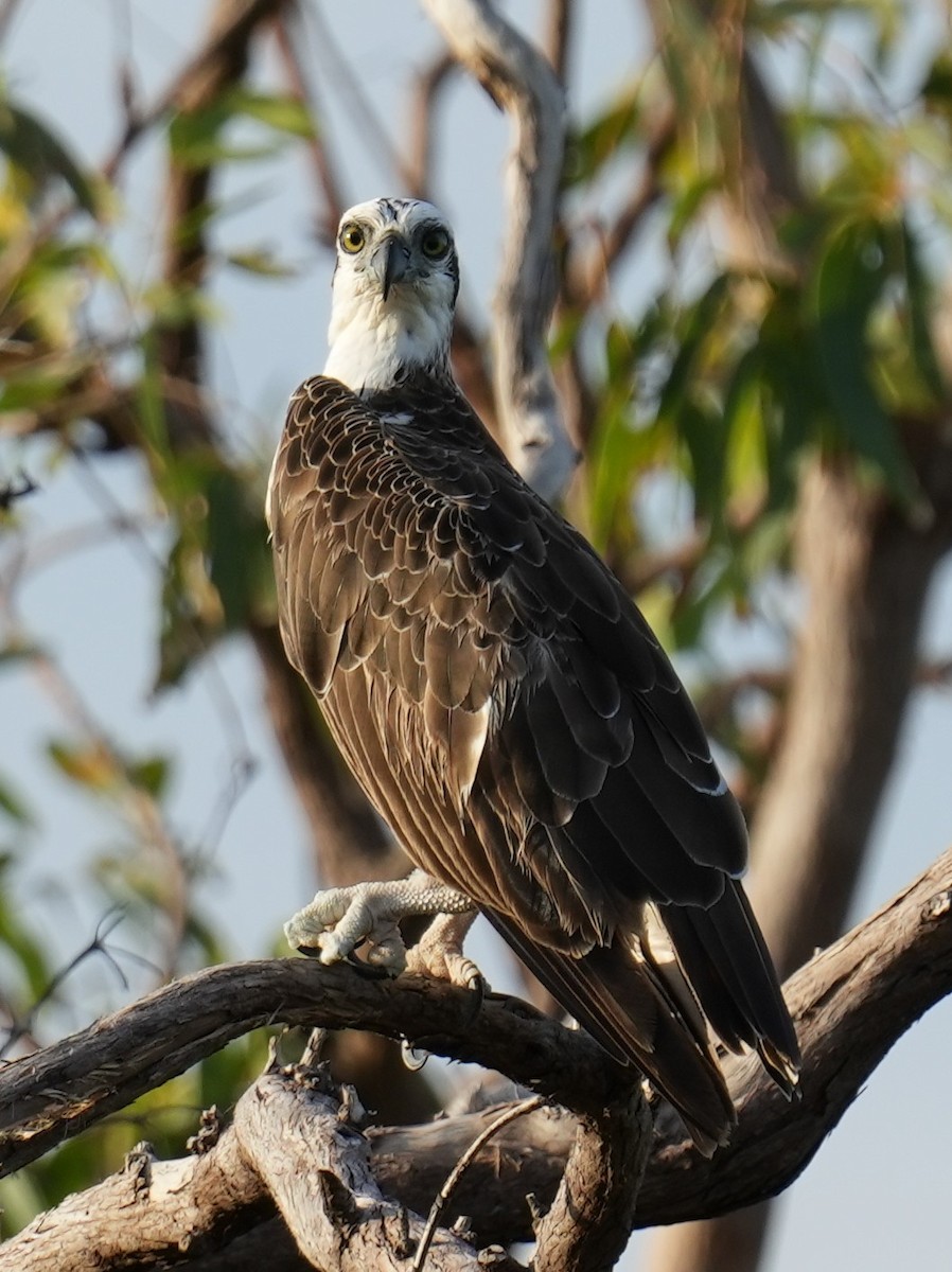 Águila Pescadora - ML617083983