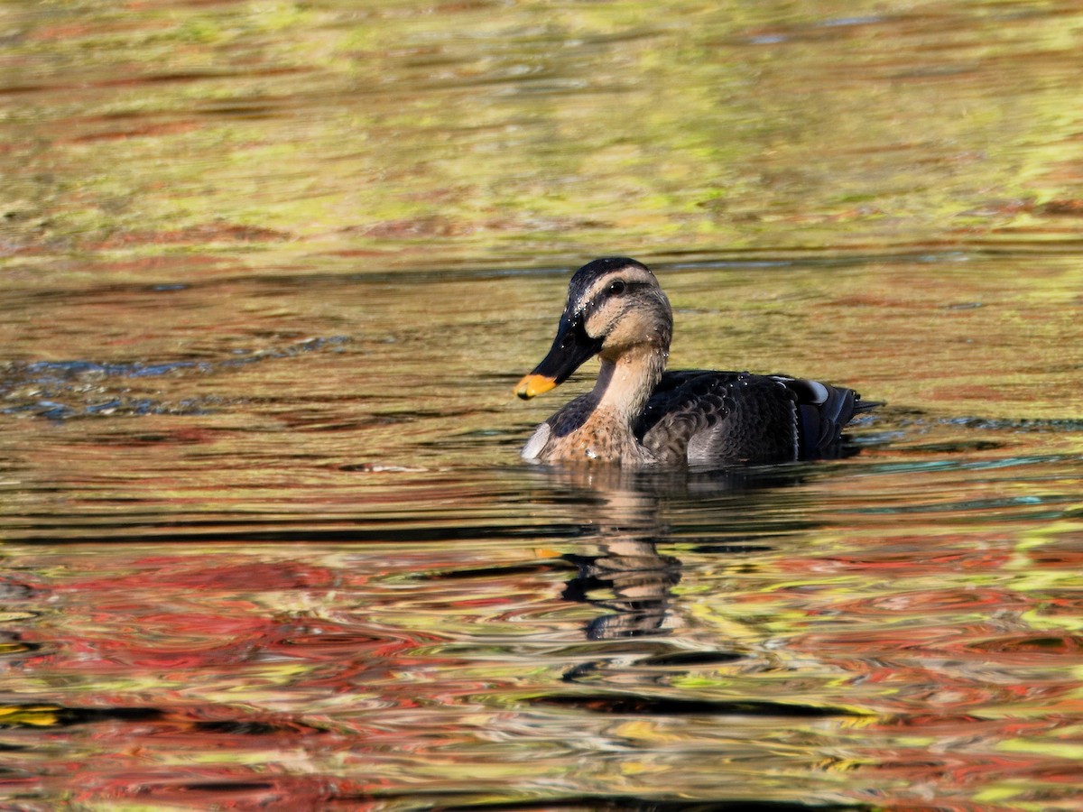 Eastern Spot-billed Duck - ML617083984